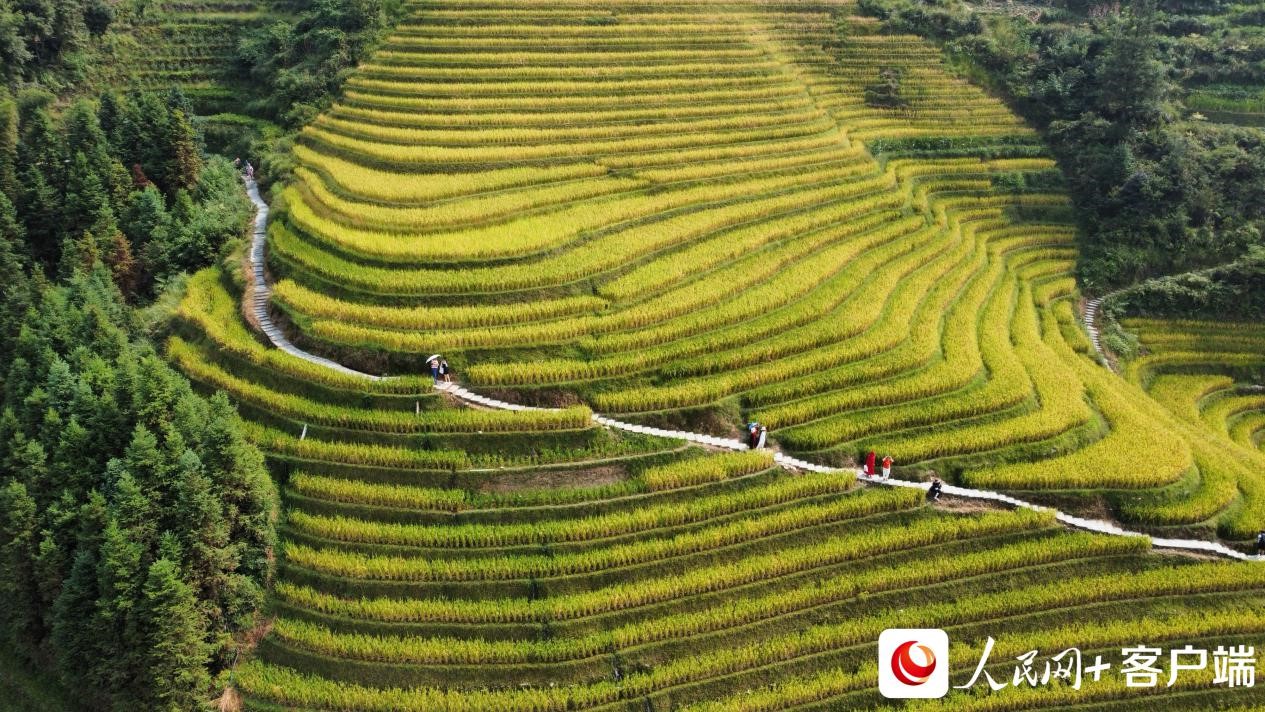 游人行走在稻田中。何善權(quán) 攝