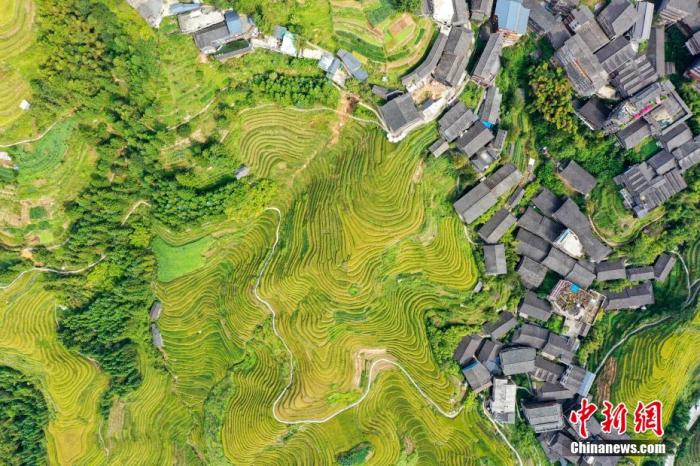 9月23日，廣西桂林市龍勝各族自治縣龍脊梯田稻谷已經(jīng)轉(zhuǎn)黃，黃綠交錯的山谷中，呈現(xiàn)出“金漸層”景觀。借助壯麗景觀，當?shù)匕l(fā)展旅游，民眾開民宿吃上旅游飯，收入日漸增高。圖為山谷中稻田顏色黃綠交錯。 王以照 攝