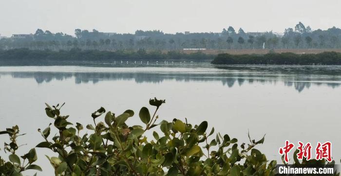 資料圖：北海馮家江流域。 翟李強(qiáng) 攝