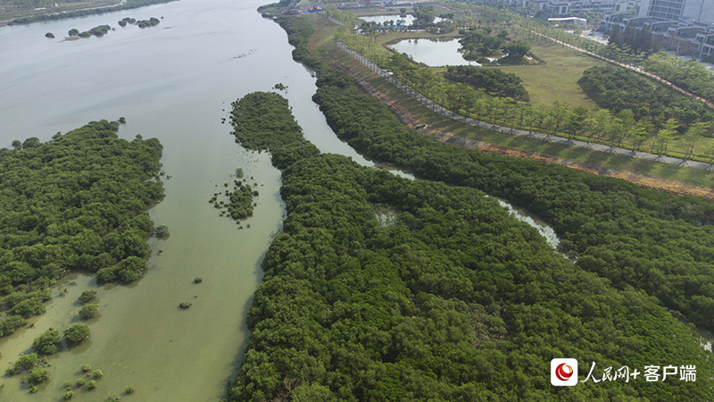 金海灣紅樹林生態(tài)保護區(qū)。何善權(quán)攝