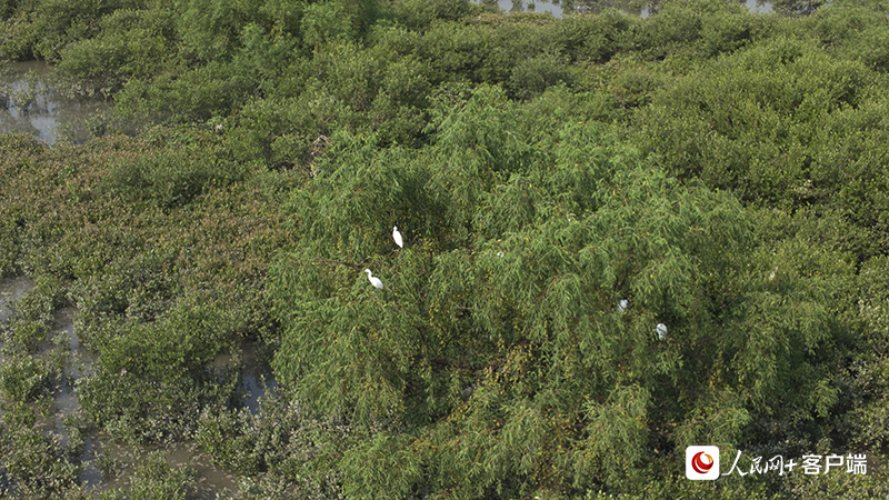 金海灣紅樹林生態(tài)保護區(qū)中的白鷺。何善權(quán)攝