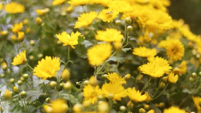 【網(wǎng)絡(luò)中國節(jié)】四大名著里的重陽故事，你了解嗎？