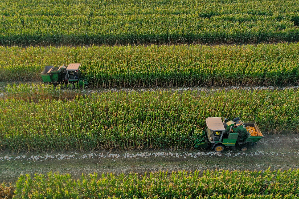 山東樂陵市89.5萬(wàn)畝玉米進(jìn)入收獲期，全市出動(dòng)現(xiàn)代化農(nóng)機(jī)裝備為農(nóng)戶提供耕種收服務(wù)，確保糧食顆粒歸倉(cāng)。（樂陵市委宣傳部供圖）