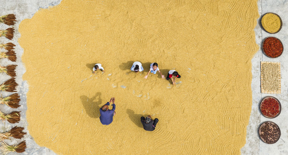 湖北省宜昌市秭歸縣農(nóng)民搶抓農(nóng)時(shí)晾曬作物，到處是一派豐收的景象。（王罡 攝）