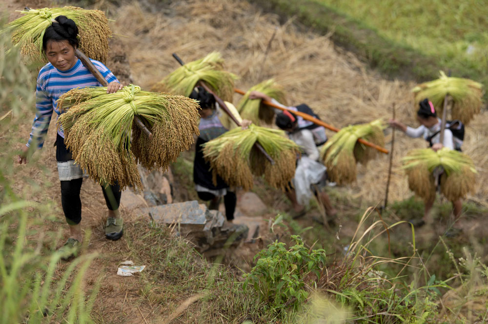 金秋時(shí)節(jié)，貴州省黔東南苗族侗族自治州從江縣3萬(wàn)余畝香禾糯稻成熟，當(dāng)?shù)剞r(nóng)戶搶抓農(nóng)時(shí)用傳統(tǒng)方式收割、晾曬。（吳德軍 攝）