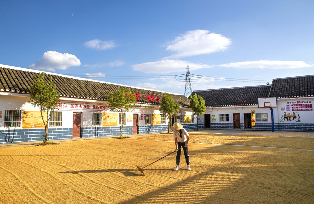 地處烏蒙山腹地的貴州省黔西市，8萬(wàn)多畝優(yōu)質(zhì)水稻陸續(xù)成熟收割，當(dāng)?shù)剞r(nóng)民趁國(guó)慶假期晴好天氣晾曬水稻。（史開心 攝）