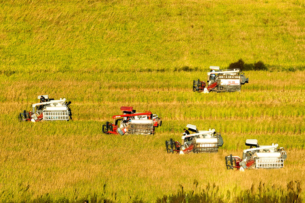 湖北省孝感市云夢(mèng)縣吳鋪鎮(zhèn)萬(wàn)畝“三崗糯”農(nóng)田里，收割機(jī)忙碌在田間，來(lái)回穿梭收割水稻，田間地頭一派豐收景象。（胡學(xué)軍 攝）