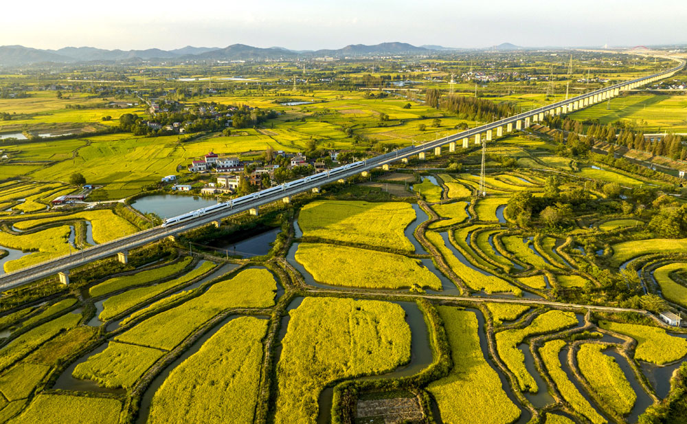 安徽省合肥市廬江縣柯坦鎮(zhèn)棗崗村，成片的蝦田水稻漸次成熟，大地一片金黃。（左學(xué)長(zhǎng) 攝）