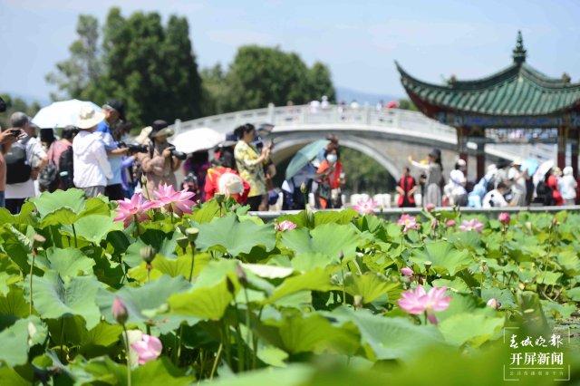 第36屆全國荷花展覽啟幕 快去大觀公園賞花逛吃（龍宇丹/攝）