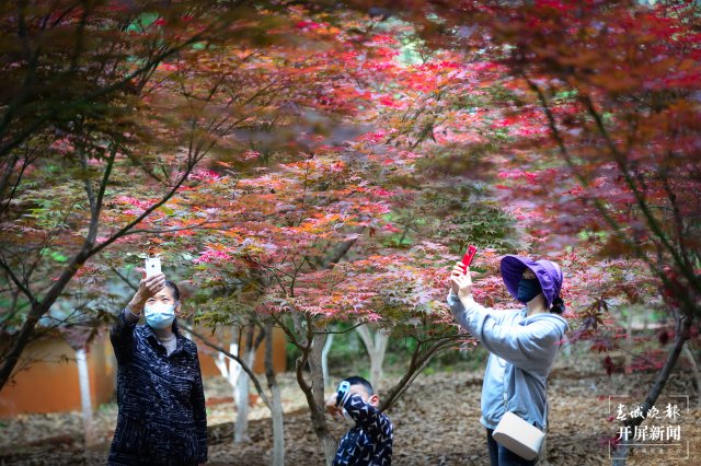 昆明黑龍?zhí)豆珗@出現(xiàn)紅楓美景（龍宇丹 攝）