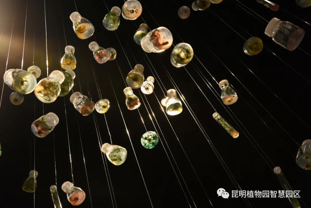 昆明植物園種子博物館暫停開(kāi)放