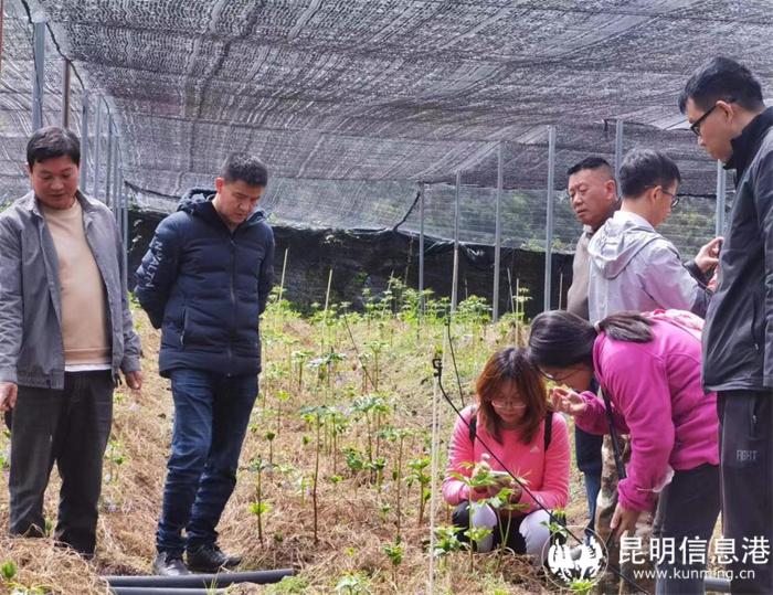 支部黨員楊躍仙在大理巍山大倉鎮(zhèn)小三家村開展泡核桃的豐產(chǎn)與林下復合經(jīng)營技術指導與培訓 支部黨員楊躍仙在大理巍山大倉鎮(zhèn)小三家村開展泡核桃的豐產(chǎn)與林下復合經(jīng)營技術指導與培訓