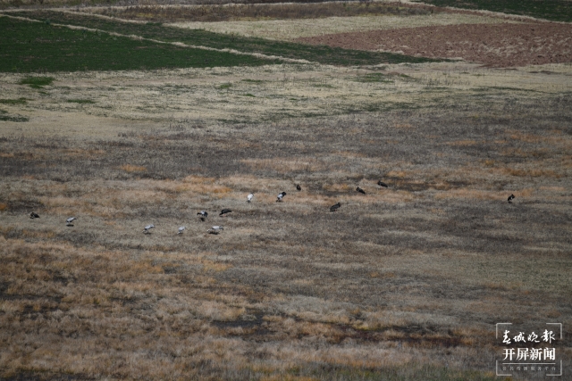 “鳥中大熊貓”黑鸛現(xiàn)身云南會澤（開屏新聞記者 蔣瓊波 通訊員 崔桂美 張瑞鳳 攝）