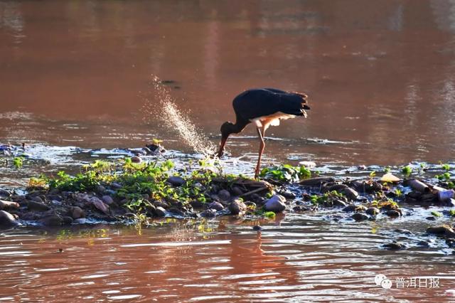快圍觀！“鳥中大熊貓”黑鸛現(xiàn)身景東，被“拍鳥達(dá)人”拍到