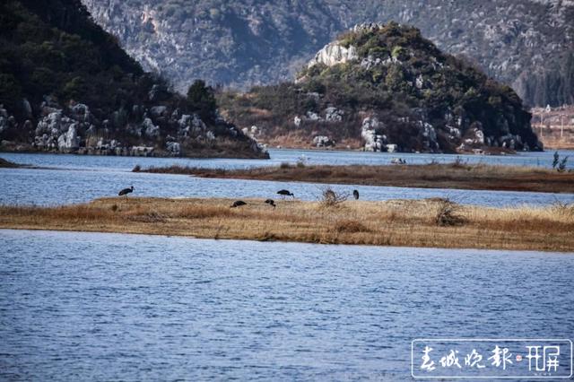“鳥中熊貓”黑鸛做客沾益海峰濕地 蔣瓊波 通訊員 舒婷婷 攝