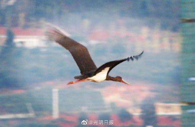 云南青華海監(jiān)測到4只黑鸛