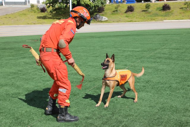 圖為訓(xùn)導(dǎo)員何錦標(biāo)在和搜救犬奶酪玩?；?陳勝瑤攝 (2).JPG