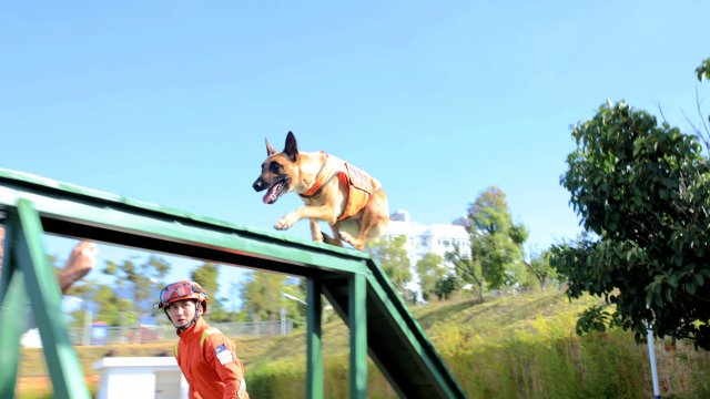 圖為搜救犬奶酪躍起翻過豎梯，快速經(jīng)過獨木橋 陳勝瑤攝.JPG