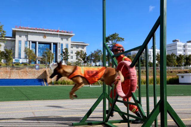 圖為搜救犬奶酪穿越“火圈”障礙訓(xùn)練 陳勝瑤攝.JPG