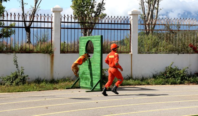 圖為搜救犬奶酪一躍而起鉆過孔洞瞬間 陳勝瑤攝 (2).JPG