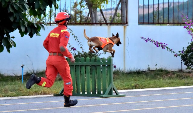圖為搜救犬奶酪正在跨越柵欄訓(xùn)練 陳勝瑤攝 (2).JPG