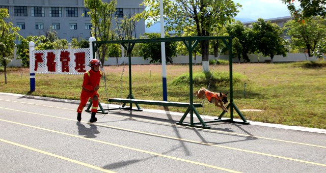圖為搜救犬奶酪通過吊橋障礙訓(xùn)練 陳勝瑤攝.JPG