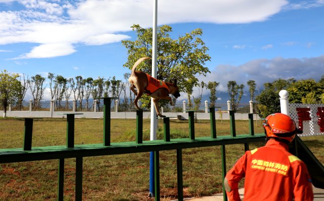 圖為搜救犬奶酪快速通過梅花樁障礙訓(xùn)練 陳勝瑤攝.JPG