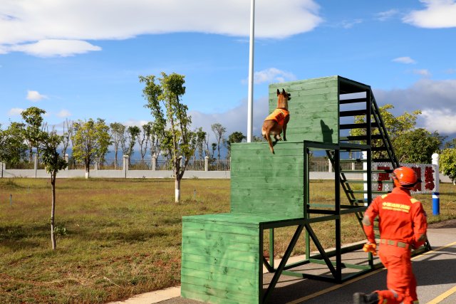 圖為搜救犬奶酪攀登障礙 陳勝瑤攝.JPG