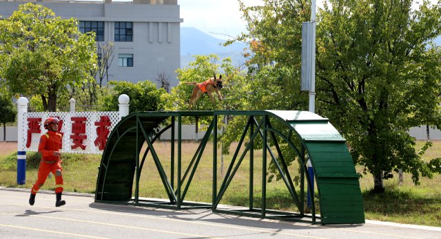 圖為搜救犬奶酪通過斷橋訓(xùn)練 陳勝瑤攝.JPG