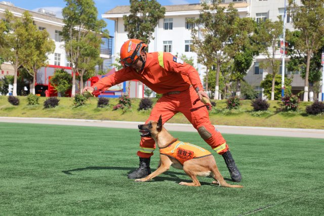 圖為訓(xùn)導(dǎo)員何錦標(biāo)在和搜救犬奶酪玩?；?陳勝瑤攝 (1).JPG