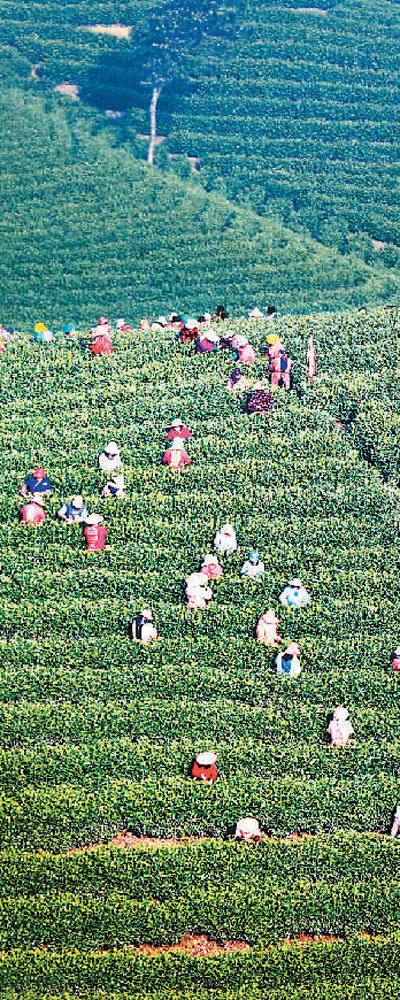 安吉茶農(nóng)在白茶園中勞作。潘學(xué)康攝