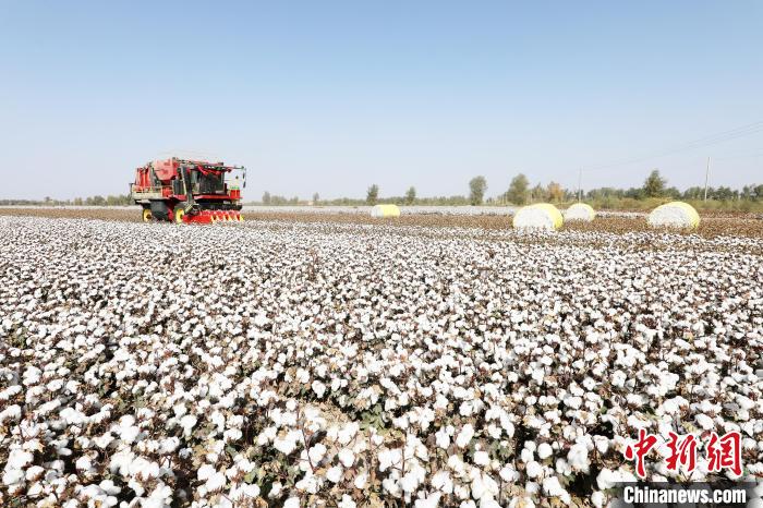 尉犁縣興平鎮(zhèn)巴西阿瓦提村和阿克蘇普鄉(xiāng)棉花大田里，潔白的棉花吐絮成熟。　汪志鵬 攝