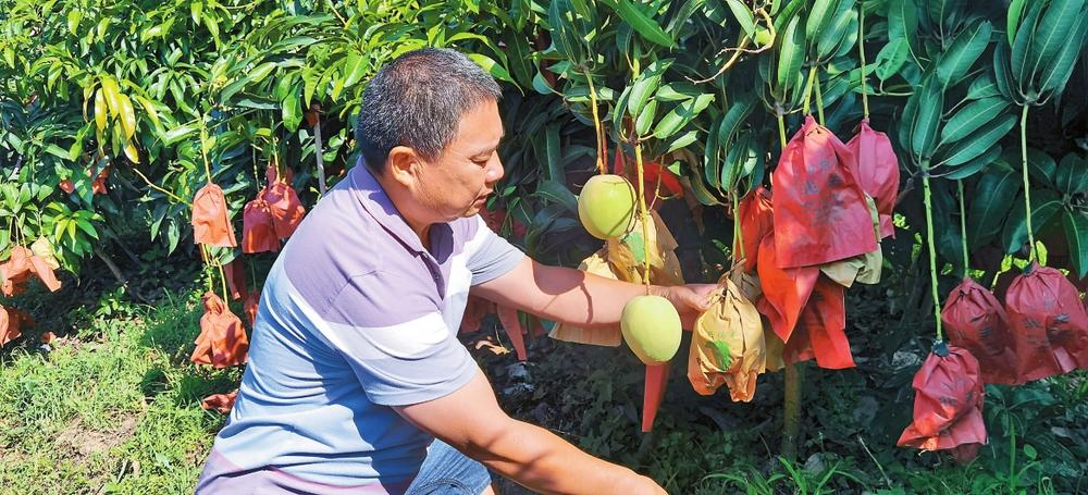 華坪縣芒果種植基地