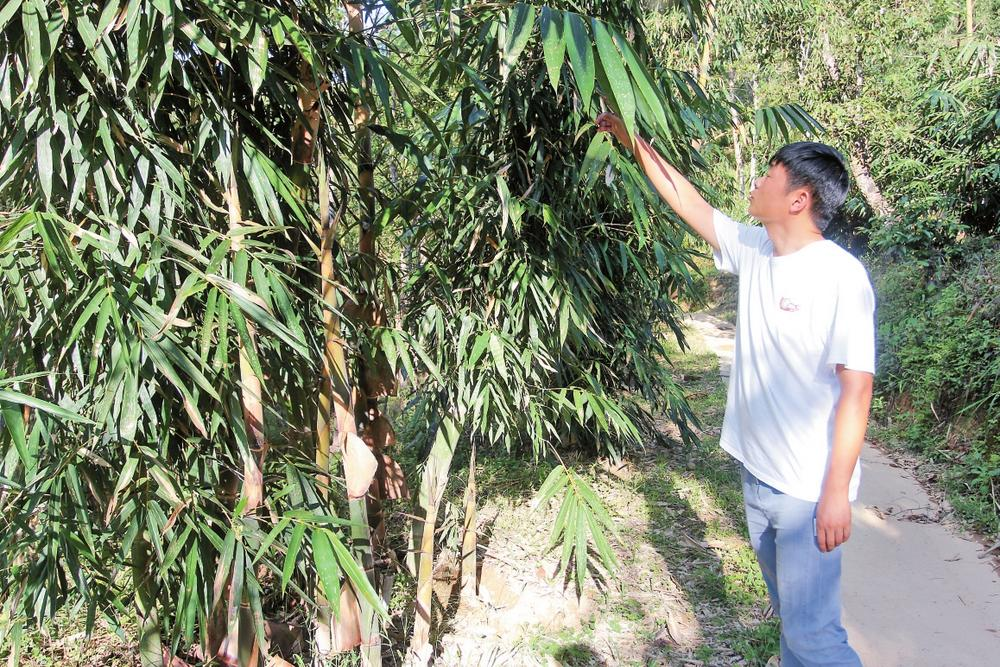 東主村甜龍竹種植示范基地 東主村甜龍竹種植示范基地