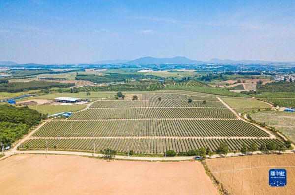 海南東方火龍果豐收