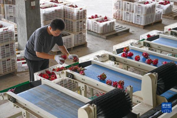 海南東方火龍果豐收