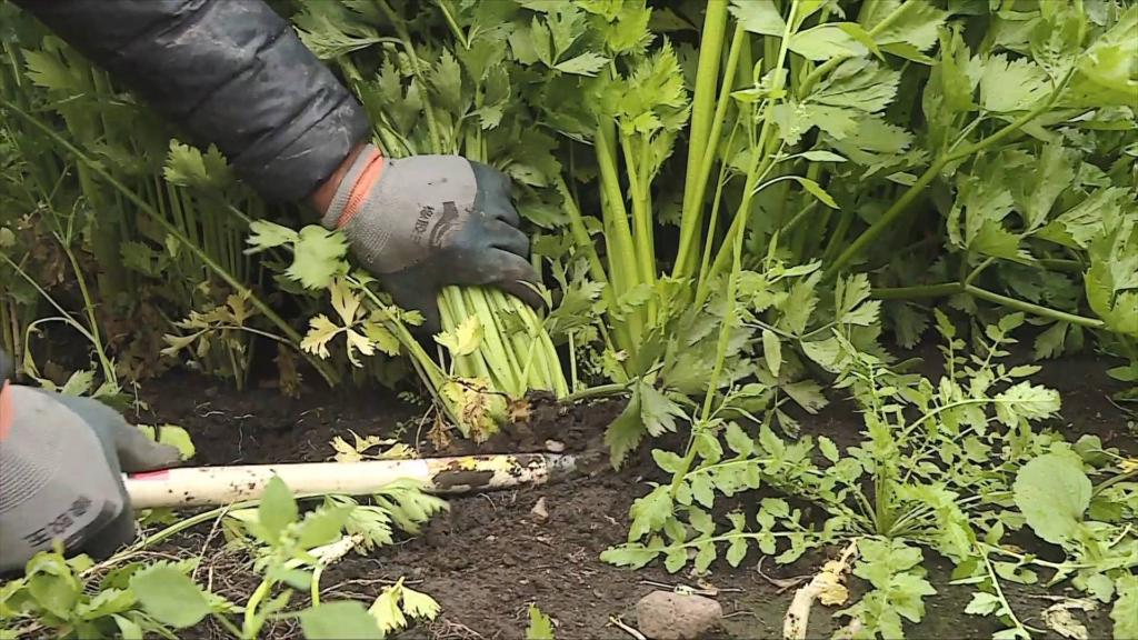 1129070914_16661658903681n 1129070914_16661658903681n