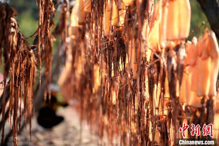 山東日照：魚蝦豐收“曬秋”忙