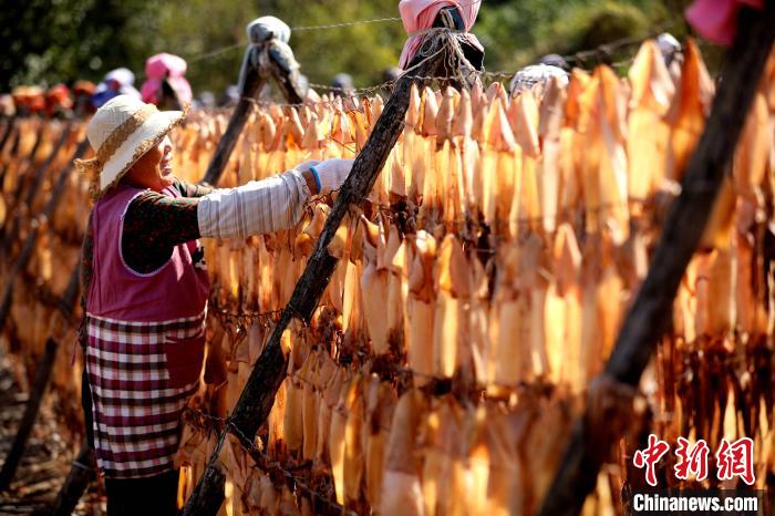 漁民將魷魚風(fēng)干保存，延長海貨保質(zhì)期?！∷文晟?攝