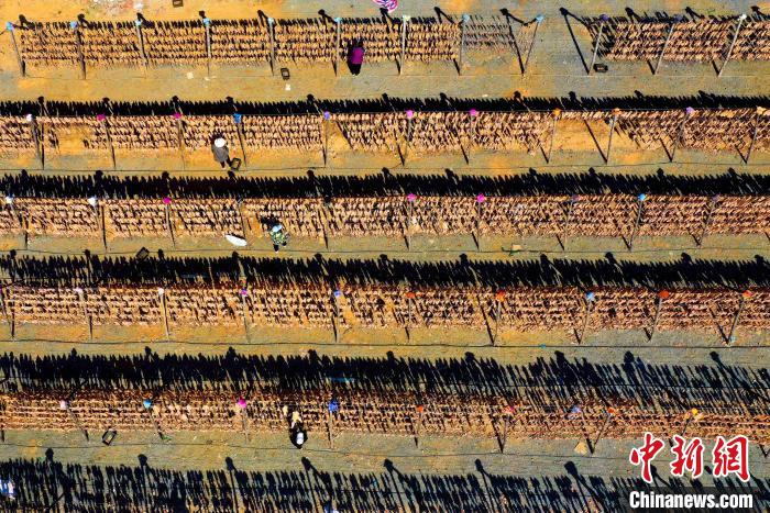 眼下正值嵐山區(qū)漁民收獲的季節(jié)，晾曬魚蝦成為當(dāng)?shù)匾坏廓?dú)特的風(fēng)景。(無人機(jī)照片) 丁敏航 攝