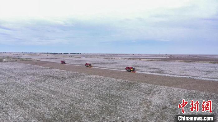 目前烏蘇市日采棉花9.85萬畝，預計11月初可全部完成采收。　張軍 攝