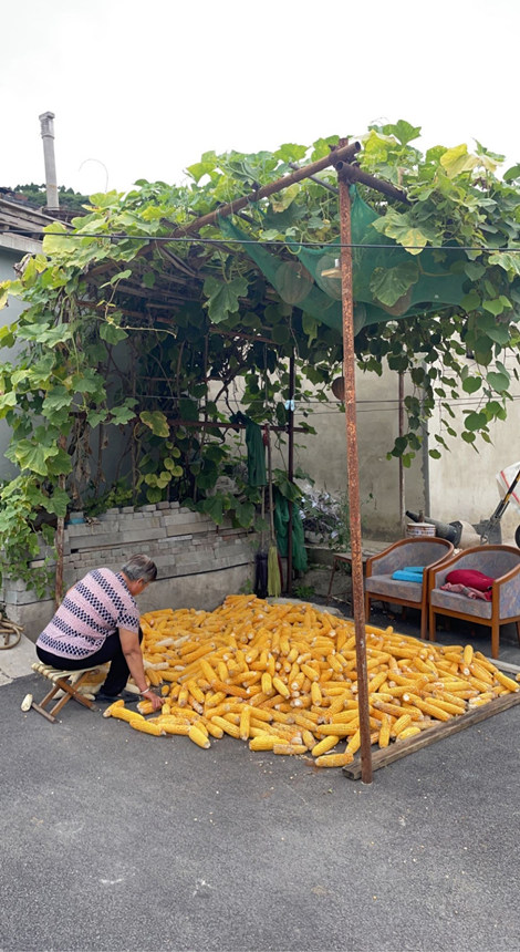 沙特記者伊曼手機(jī)鏡頭中的中國(guó)農(nóng)村。受訪者供圖