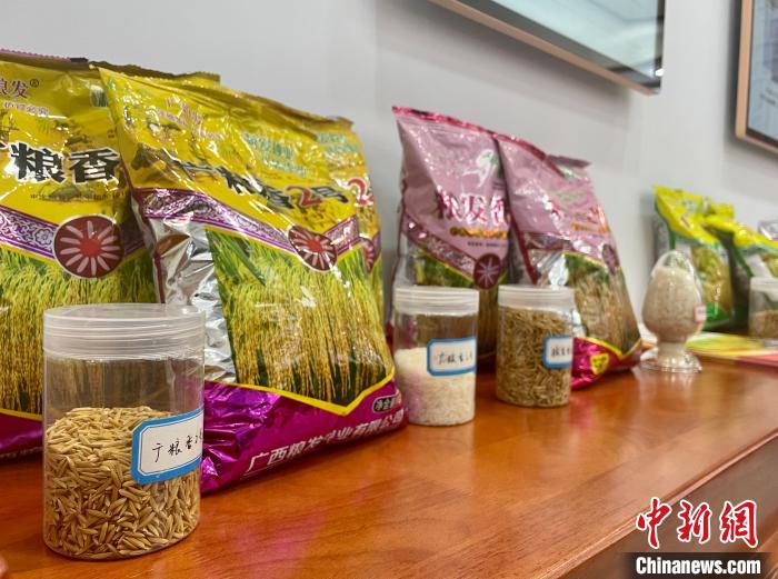 圖為廣西稻種展示?！↑S令妍 攝