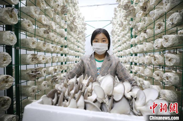 工人們?cè)诿β档夭烧迈r的蘑菇，確保按時(shí)供應(yīng) ?！±罹负?攝