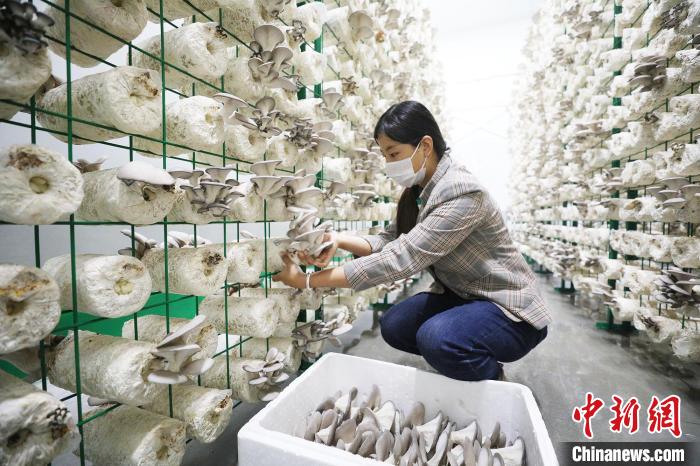 工人們正在分揀包裝新鮮的蘑菇。　胡國(guó)凱 攝