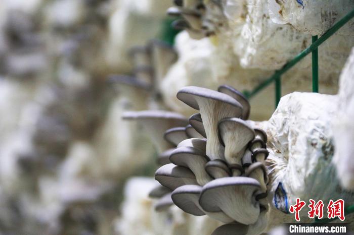 該公司為支援疫情防控，豐富老百姓的餐桌，所有的蘑菇均以成本價(jià)對(duì)外銷售?！『鷩?guó)凱 攝