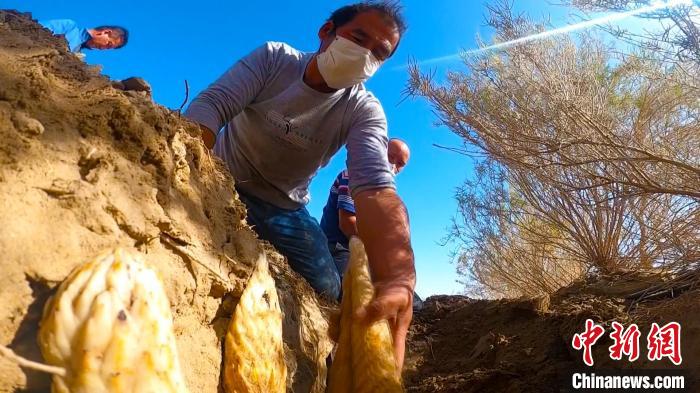 且末縣的河?xùn)|治沙站，當(dāng)?shù)剞r(nóng)民正忙著采收梭梭根部種植的大蕓?！　“⒙?？阿力甫 攝