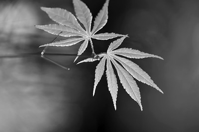 霜降:繁霜起處米谷滿倉 霜降:繁霜起處米谷滿倉