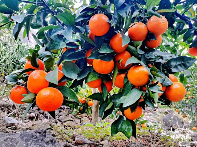 永善沃柑熟了，飄香金沙江，嘗鮮要抓緊！