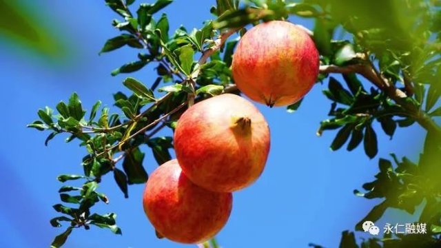 楚雄永仁維的鄉(xiāng)：“果”然不同 擦亮“四美”鄉(xiāng)村甜美底色